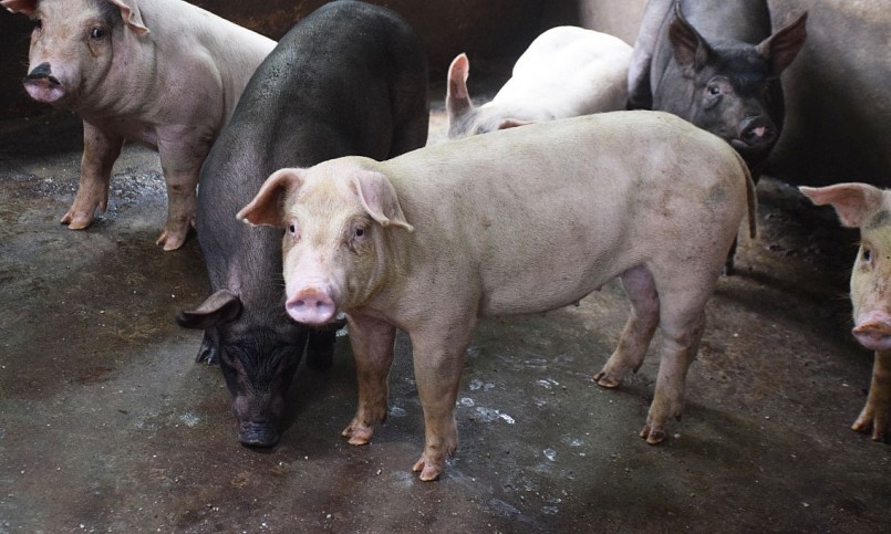 Thị trường thịt heo bão hòa, giá heo hơi biến động để điều chỉnh mức chênh lệch giá giữa các địa phương.