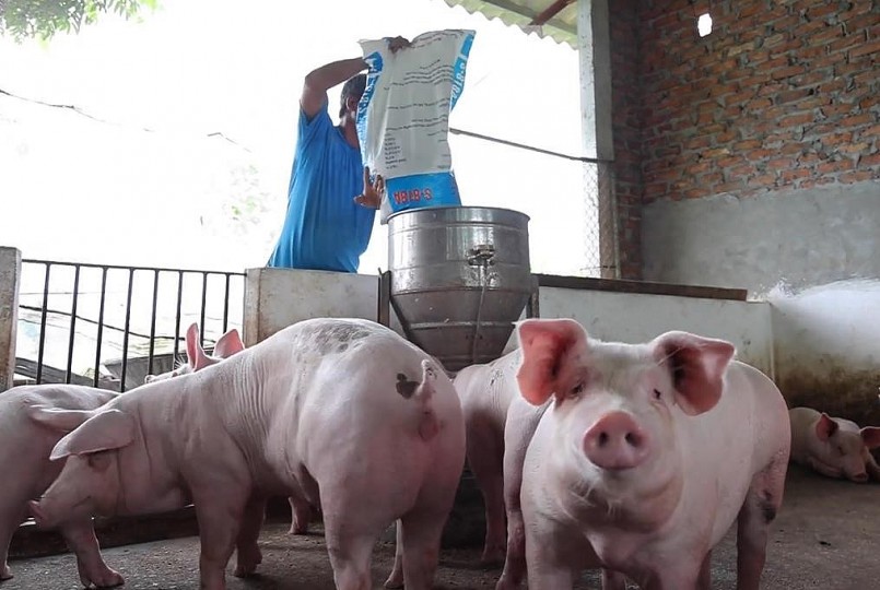 Riêng khu vực miền Trung – Tây Nguyên giá heo hơi hôm nay 29/11 có nơi giảm sâu tới 5.000 đồng/kg. 