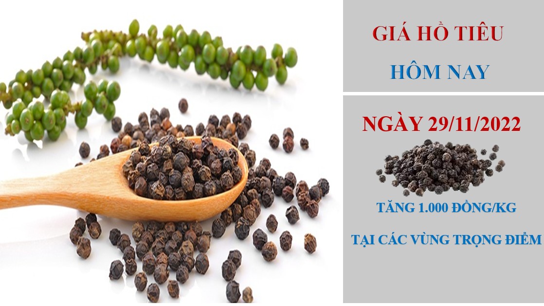 Giá hồ tiêu hôm nay 29/11/2022: Tăng mạnh 1.000 đồng/kg tại ba miền