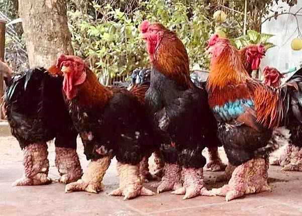 Gà Đông Tảo với đặc điểm nhận dạng là đôi chân phình to, có phần da sùi lên, xấu xí. Bốn ngón chân xòe ra, chia ngón rõ nét.