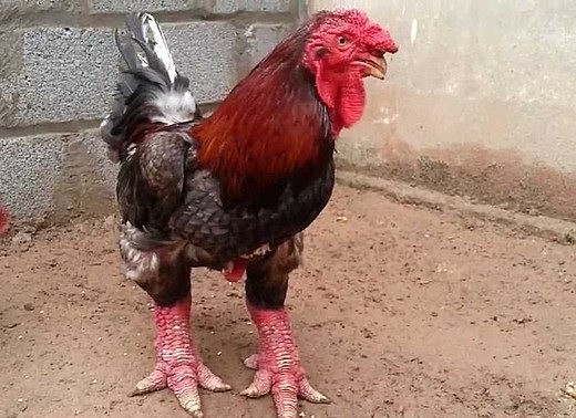 Giá trị gà Đông Tảo phụ thuộc rất nhiều vào ngoại hình của chúng.