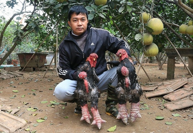 Với giá trị của gà Đông Tảo, hiện nay nhiều nơi đã mở rộng quy mô nuôi và cho hiệu quả kinh tế cao.