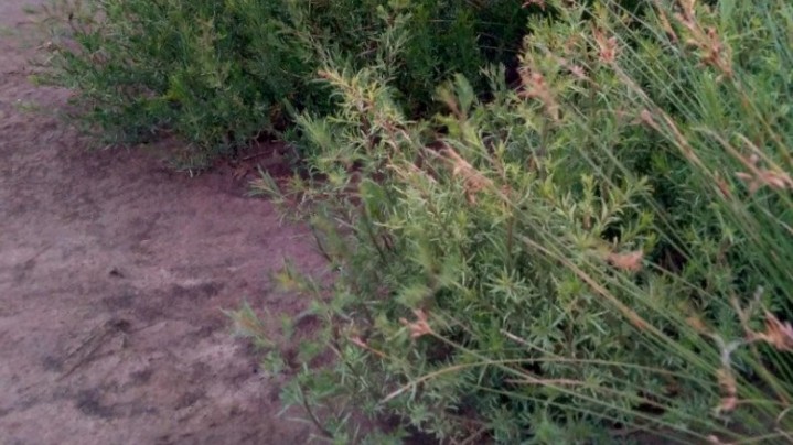 Loại rau dại "cứu đói" xưa chỉ nhà nghèo mới ăn, nay thành đặc sản ngon nổi tiếng trong nhà hàng