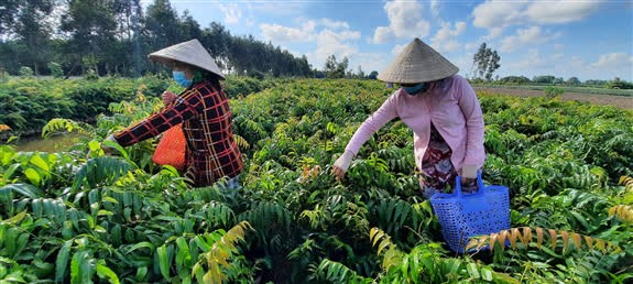 Gia đình anh Trần Văn Khôi, ấp Thạnh Thắng, xã Hỏa Tiến, thành phố Vị Thanh (tỉnh Hậu Giang) hái rau choại bán cho khách