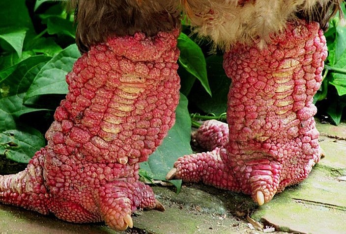 Hiện nay, đang mùa World Cup, nhu cầu tiêu thụ chân gà Đông Tảo tăng cao nên cháy hàng. Hiện nay, đang mùa World Cup, nhu cầu tiêu thụ chân gà Đông Tảo tăng cao nên cháy hàng.