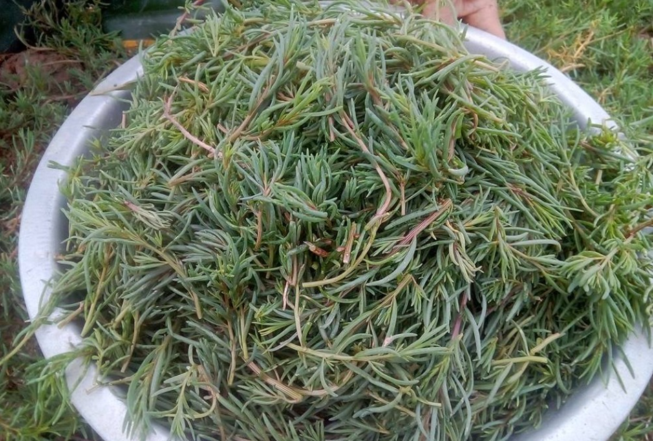 Loại rau dại "cứu đói" xưa chỉ nhà nghèo mới ăn, nay thành đặc sản ngon nổi tiếng trong nhà hàng