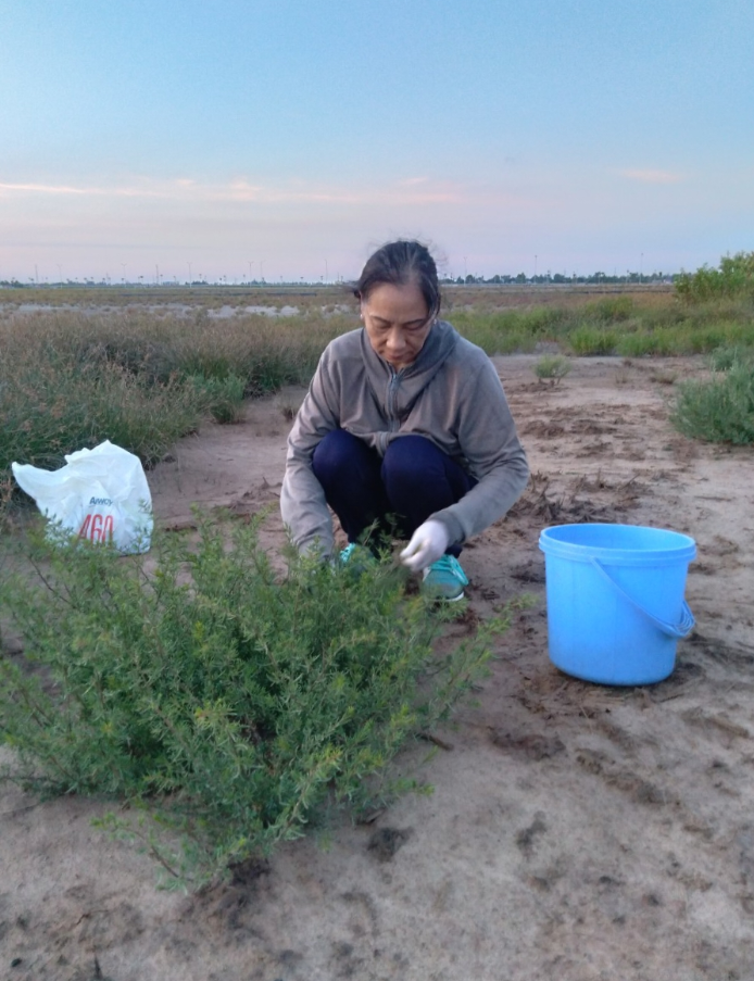 Loại rau dại "cứu đói" xưa chỉ nhà nghèo mới ăn, nay thành đặc sản ngon nổi tiếng trong nhà hàng