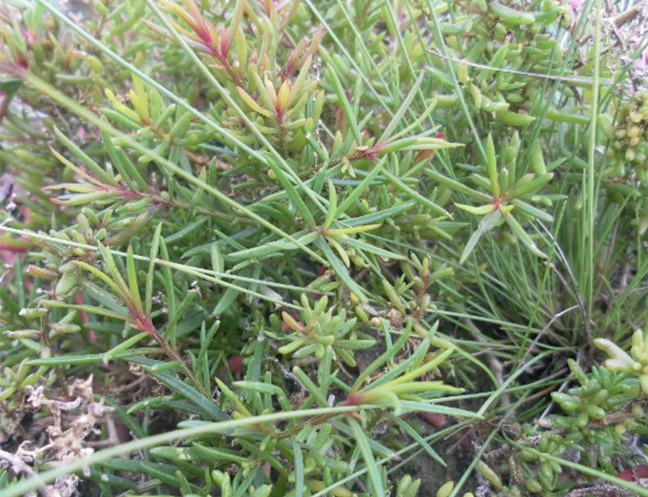 Loại rau dại "cứu đói" xưa chỉ nhà nghèo mới ăn, nay thành đặc sản ngon nổi tiếng trong nhà hàng