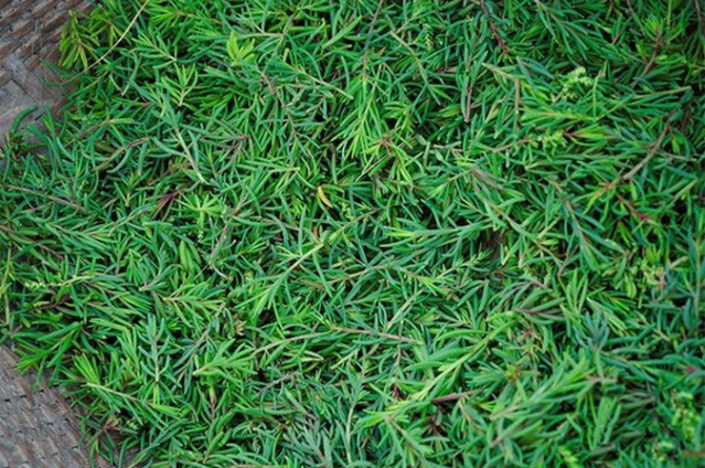 Loại rau dại "cứu đói" xưa chỉ nhà nghèo mới ăn, nay thành đặc sản ngon nổi tiếng trong nhà hàng