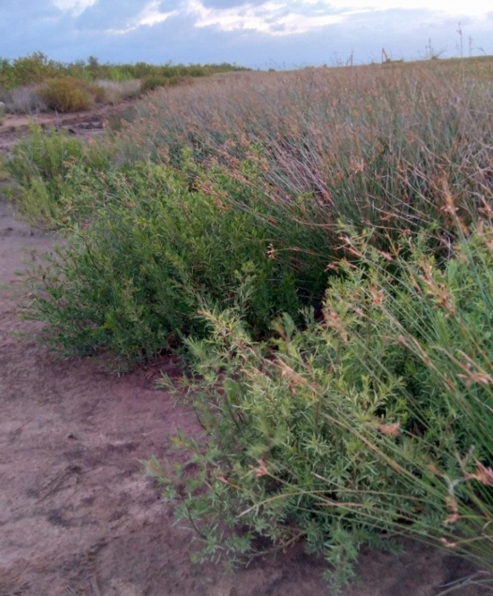 Loại rau dại "cứu đói" xưa chỉ nhà nghèo mới ăn, nay thành đặc sản ngon nổi tiếng trong nhà hàng