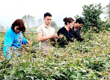 Chọn loại rau ít người trồng để khởi nghiệp, 9x bất ngờ có thu nhập 12 triệu đồng/ tháng