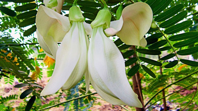 Bông so đũa trắng xanh