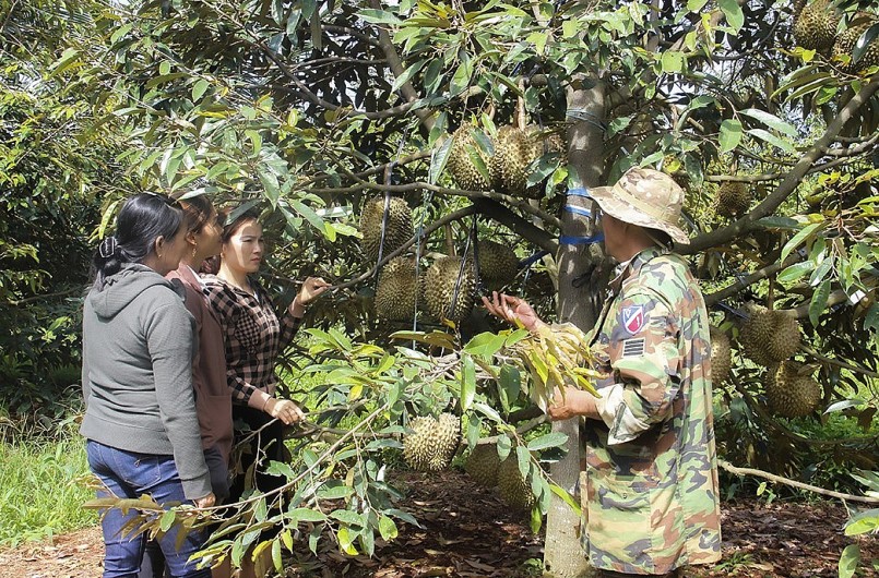 Đắk Lắk có 23 mã số vùng trồng/51 mã số cả nước được công nhận với diện tích 1.500 ha. 