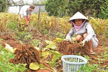 Trồng loài sâm lạ, nông dân đào củ bán “hái ra tiền”