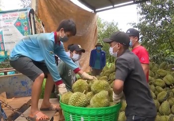 Sầu riêng xuất khẩu Trung Quốc, cửa chính ngạch đã thông sao hàng đi vẫn ít