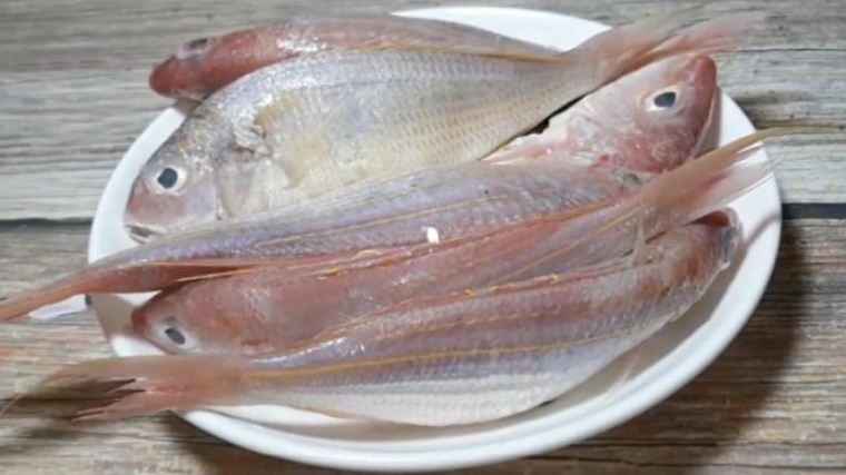 Loại cá xưa nhiều vô kể không ai ăn, giờ thành đặc sản được nhà hàng ưa chuộng