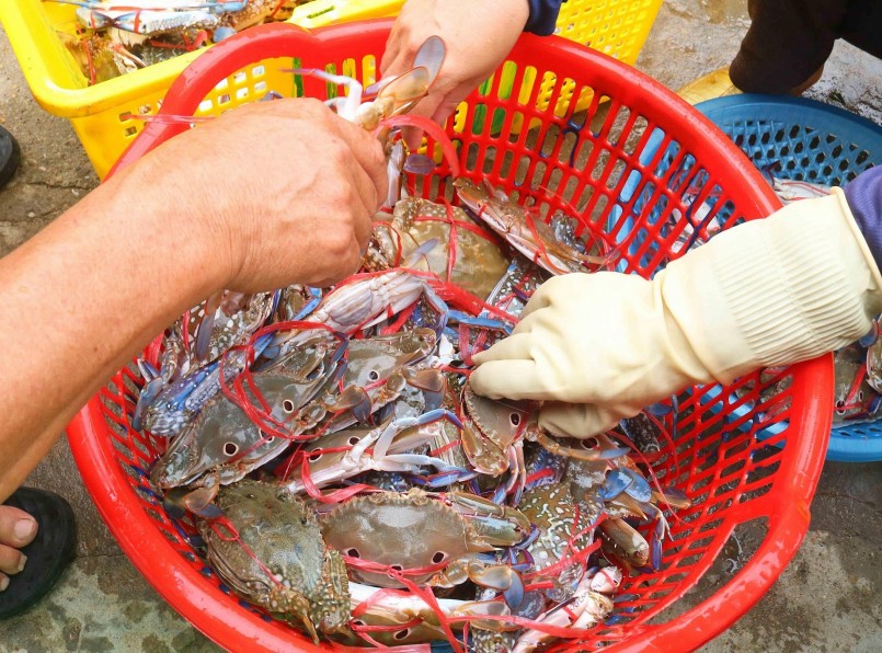 Ghẹ có nhiều loại: ghẹ 3 chấm (mặt trăng), ghẹ hoa (ghẹ đỏ), ghẹ xanh..., trong đó, ghẹ xanh chấm trắng là loại ghẹ có thịt ngon nhất. Ghẹ Cửa Lò được đánh giá là có chất lượng tốt. Giá mua sỉ tại bến, ghẹ loại ngon nhất (con to, mình dày) khoảng 160.000- 170.000 đồng/kg. Ghẹ càng nhỏ, giá càng rẻ, loại nhỏ nhất có giá trên dưới 30.000 đồng/kg. Ảnh: Huy Thư