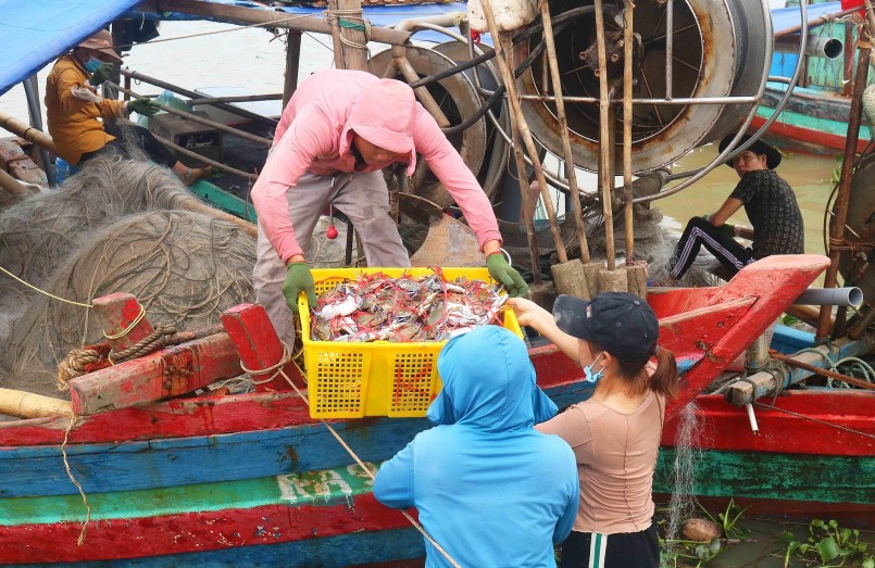 Những con ghẹ sau khi gỡ khỏi lưới được người dân buộc chân bằng những dây ni lông và vận chuyển xuống bến để bán cho lái buôn. Ảnh: Huy Thư