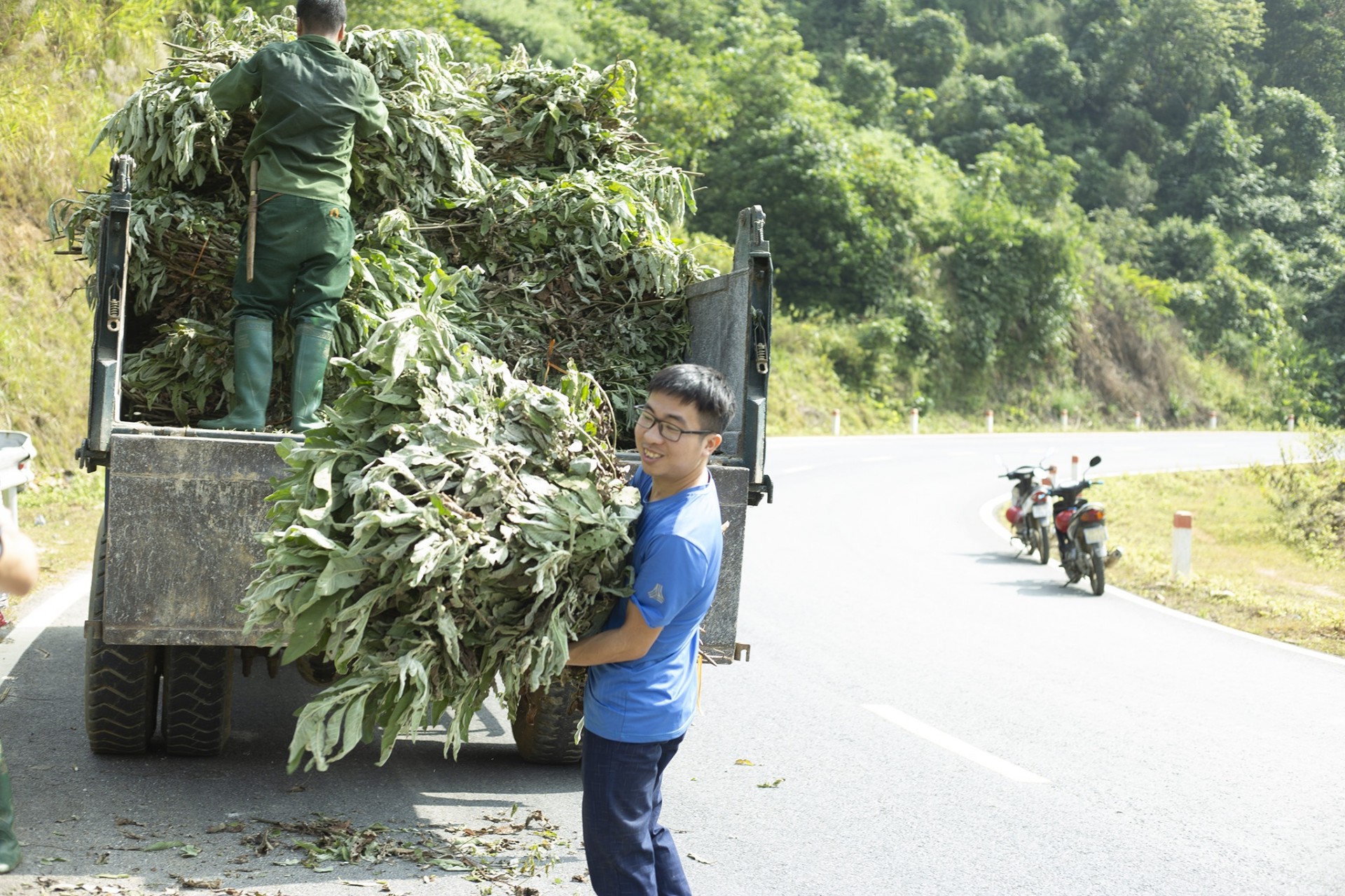 Hợp tác xã thu mua sản phẩm cây đài bi 