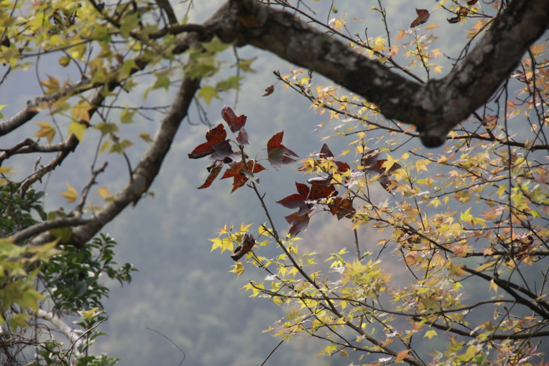 Người Lạng Sơn hái ngọn rau sau sau về rửa sạch và ăn chấm với mẻ om
