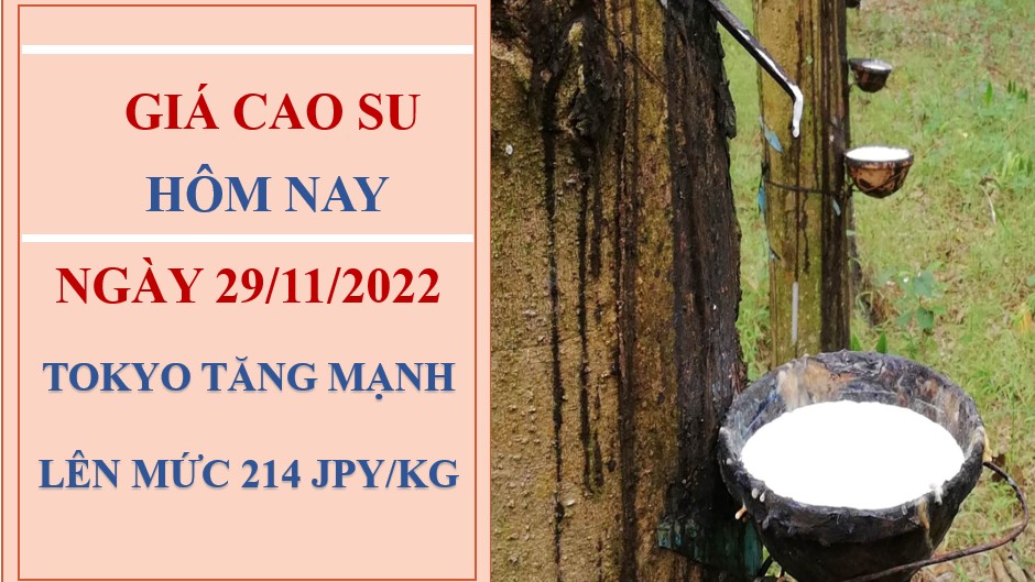 Giá cao su hôm nay 29/11/2022: Nguồn cung dư thừa tác động đến giá cao su