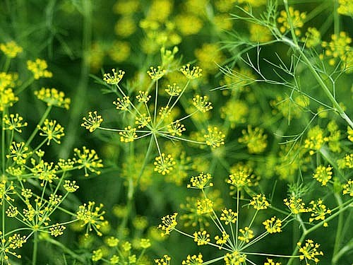 Bỏ túi công dụng hay của cây thì là.