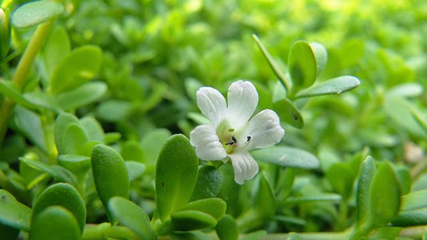 Những thứ rau dại miền Tây đã ăn là "quên lối về"