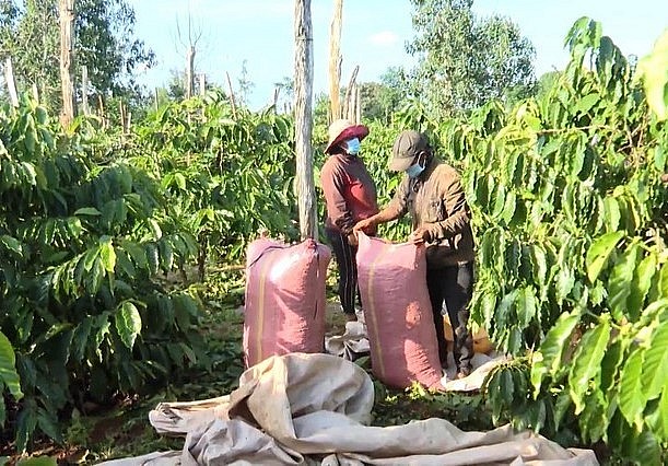 Người nông dân và doanh nghiệp ở Đắk Nông đã chú trọng đến việc sản xuất cà phê chất lượng cao để xây dựng thương hiệu. 