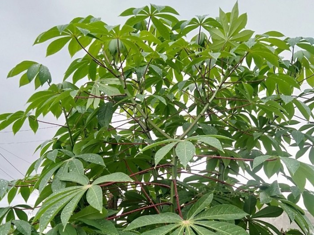 Loại lá mọc đầy không ai hái giờ là đặc sản Tây Nguyên, du khách nào cũng muốn nếm thử