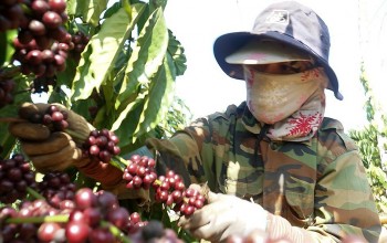 Cà phê Đắk Nông nâng chất cà phê đặc sản chinh phục thị trường khó tính