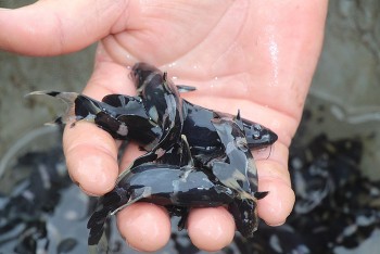 Vua cá nước ngọt, nhìn thì chê ăn cực mê, giá 400.000 đồng/kg vẫn được săn lùng