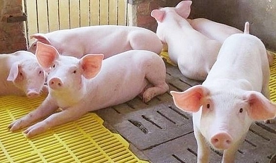 Giá heo ở mức thấp trong khi cơ hội xuất khẩu thịt heo chưa thấy.