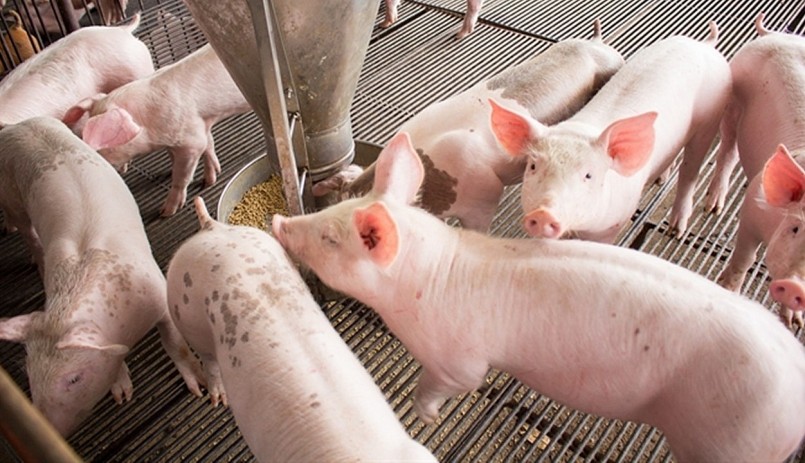 Giá heo hơi quanh mốc 53.000 đồng/kg khiến người chăn nuôi thua lỗ.