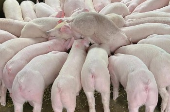 Giá heo hơi hôm nay 30/11 hết cơ hội tăng, mở biên xuất khẩu heo vẫn mịt mờ