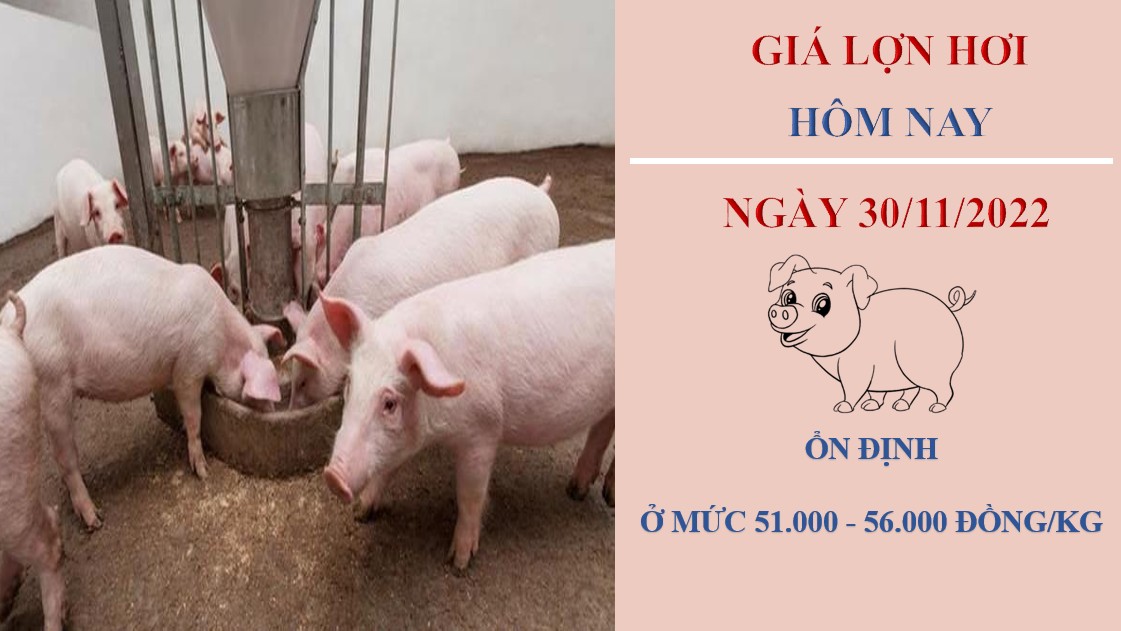 Giá heo hơi hôm nay 30/11/2022: Không ghi nhận biến động mới