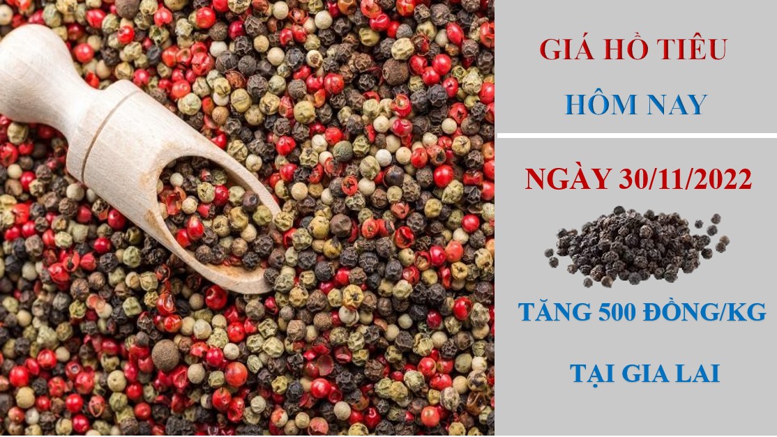 Giá hồ tiêu hôm nay 30/11/2022: Tăng 500 đồng/kg tại Gia Lai