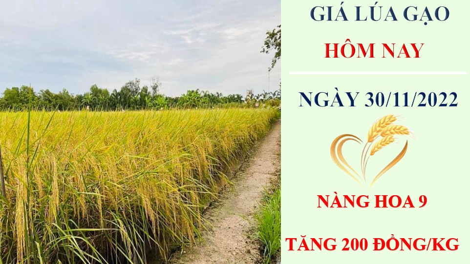 Giá lúa gạo hôm nay 30/11/2022: Giá lúa thu đông tăng 100 – 400 đồng/kg