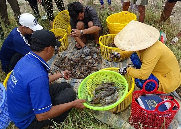 Người dân huyện Thới Bình thu hoạch tôm thả xen canh trong ruộng lúa.