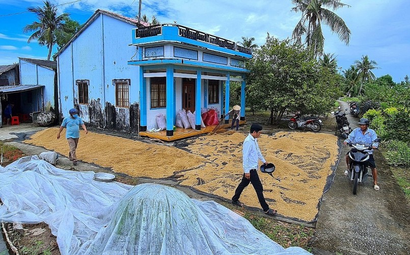 hàng ngàn tấn lúa ST24, ST25 của bà con đang bí đầu ra. 