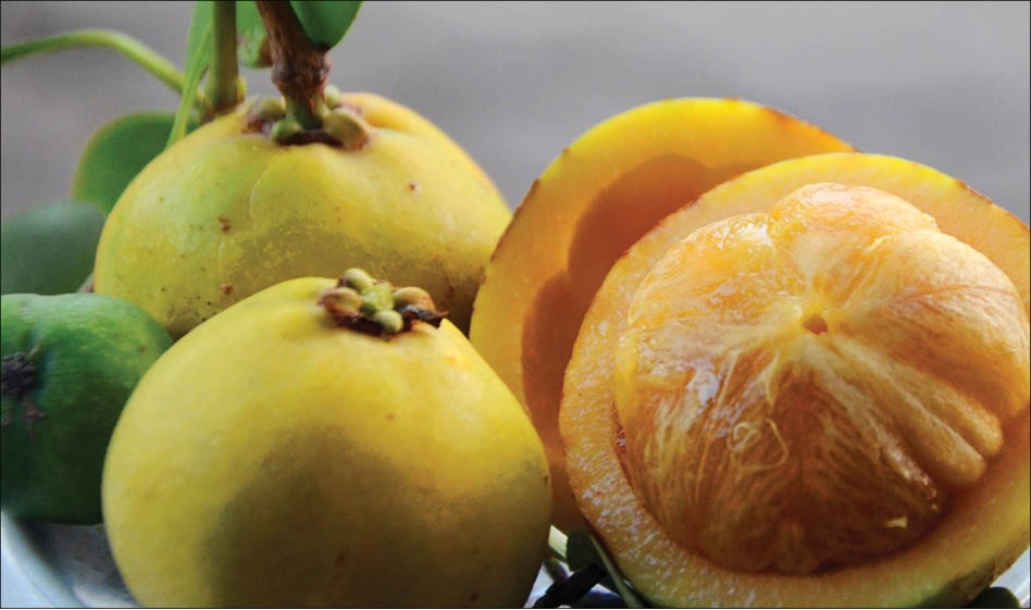 Loại quả dại xưa nhà nghèo mới nếm, nay đem kho cá thành đặc sản của nhà giàu