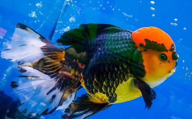 Từ niềm đam mê nuôi cá độc lạ, một 9X ở TP.HCM đã có lợi nhuận 100 triệu đồng/năm nhờ nuôi cá cảnh.