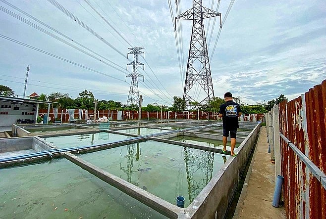 Từ 4 hồ nhỏ, Đạt đã phát triển được trại cá với 42 hồ nuôi.