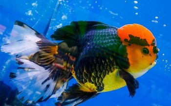 Khởi nghiệp 400 nghìn đồng nuôi cá độc lạ, 9X đút túi 100 triệu/tháng