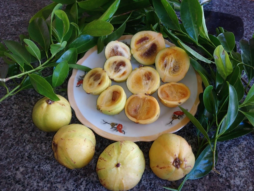 Loại quả dại xưa nhà nghèo mới nếm, nay đem kho cá thành đặc sản của nhà giàu