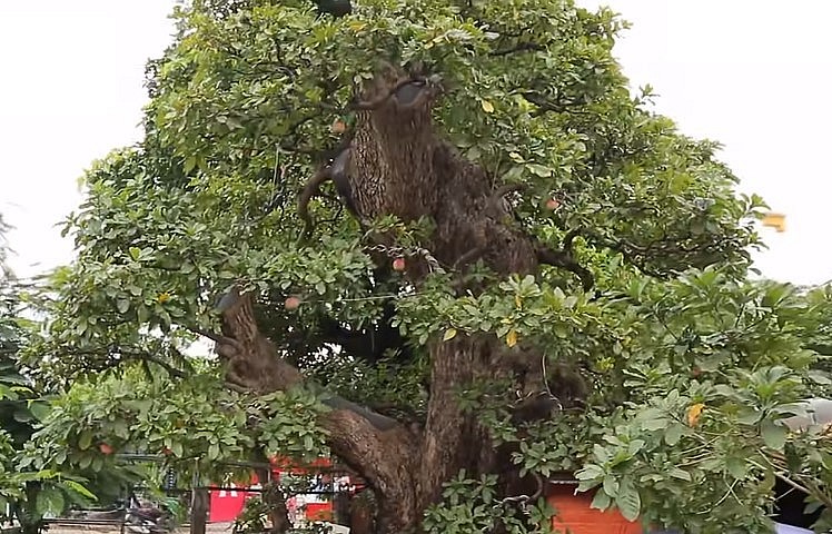 Theo chủ nhân, siêu cây cảnh này có tuổi đời cả trăm năm.