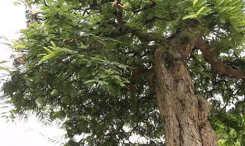 Cây me có tán rộng lớn, được chủ nhân phát giá cả triệu đô.