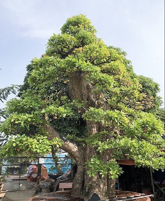 Cây lộc vừng độc đáo trong vườn nhà ông Út.