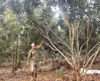 Sáng tạo như nông dân Gia Lai, cho 4 cây này chung một nhà thu tiền tỷ mỗi năm