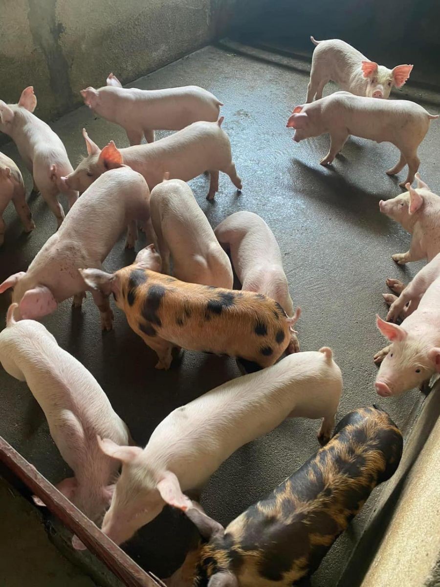 gười chăn nuôi dè dặt tái đàn phục vụ Tết