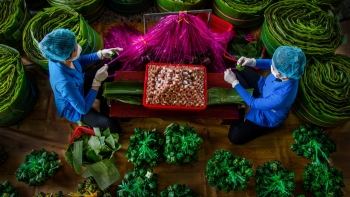 Tác phẩm "Đặc sản Nem lai vung"